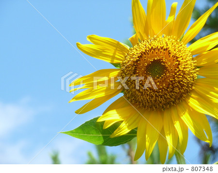 真夏の向日葵 807348
