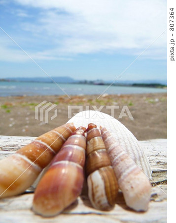 流木の上に飾った貝殻 807364