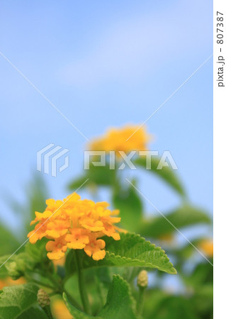 七変化(ランタナ)の花 七変化(ランタナ)の花 807387