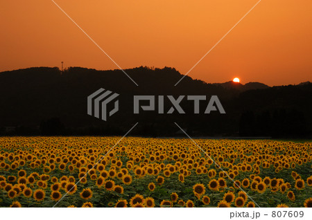 ヒマワリ 09 807609