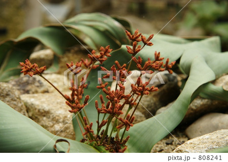 キソウテンガイ 808241