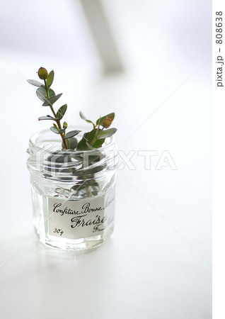 観葉植物 びん 瓶の写真素材