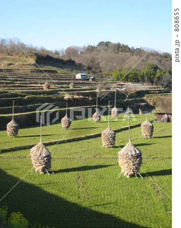 稲わら干しが並んだ風景 稲わら干しが並んだ風景 808655