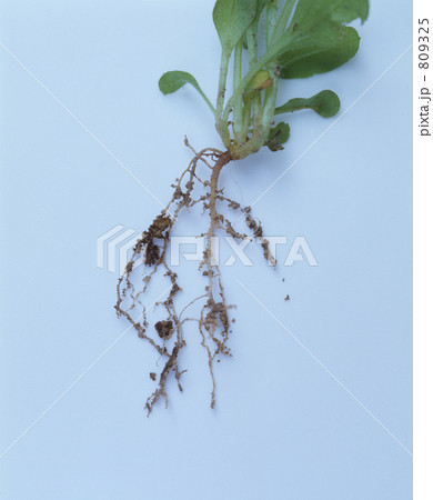 根っこ 根っこ 809325