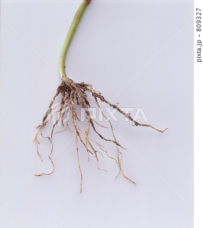 根っこ付き確認画像です♪ 根っこの写真素材 [809327] - PIXTA
