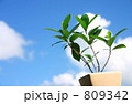 空にのびる葉 809342