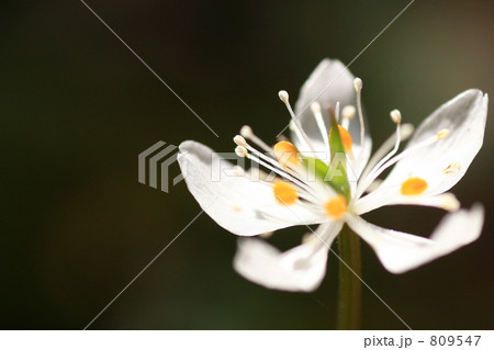 バイカオウレンの花 809547