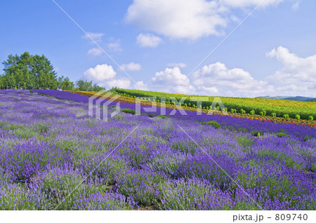 北国のラベンダー 北国のラベンダー 809740