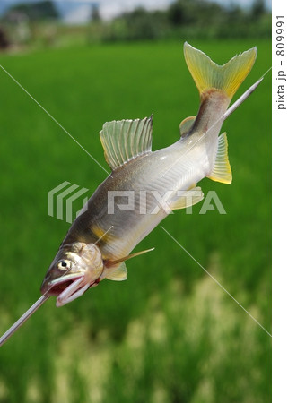 信州の自然の中の鮎 信州の自然の中の鮎 809991