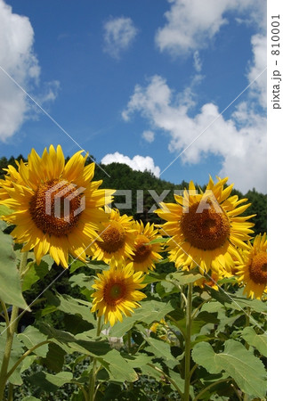信州平谷村の向日葵 信州平谷村の向日葵 810001