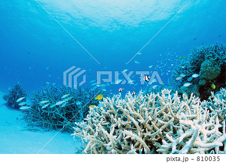 h-my004 h-my004 810035