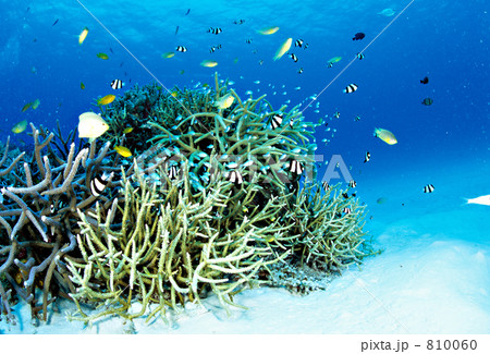 h-my010 h-my010 810060