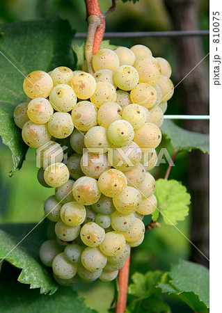 シャルドネ種のブドウ果実: Chardonnay grape 810075