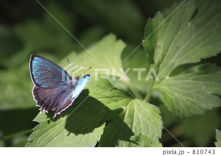 メスアカミドリシジミ 810743