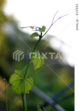 ブドウの新梢（朝方撮影） 810983