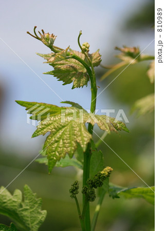 ブドウの新梢と若葉 810989