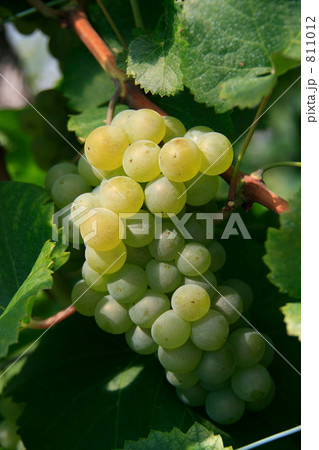 シャルドネ種のブドウ果実: Chardonnay grape シャルドネ種のブドウ果実: Chardonnay grape 811012