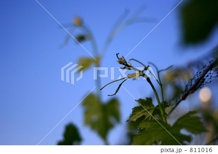 ブドウの新梢(夕方撮影) 811016