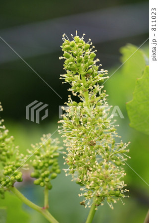 ブドウ(シャルドネ種)の花穂: Flower of Chardonnay ブドウ(シャルドネ種)の花穂: Flower of Chardonnay 811023