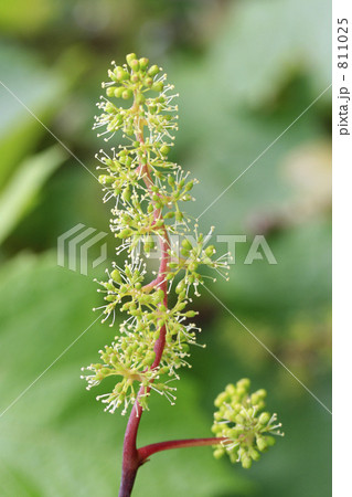 ブドウ（ヤマ・ソービニオン種）の花 811025