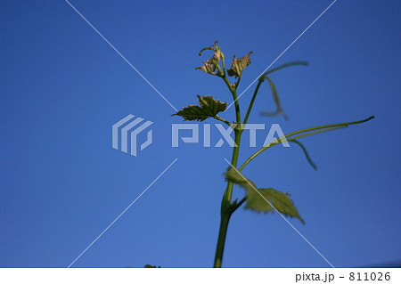 ブドウの新梢（夕方撮影） 811026