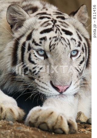 ホワイトタイガー 811456
