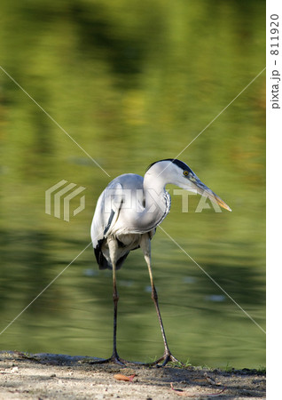 アオサギ 811920