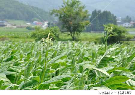 遠野散歩・葉タバコの契約栽培 遠野散歩・葉タバコの契約栽培 812269