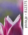 ピンクのチューリップ 812375