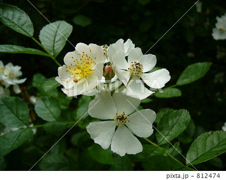 野ばら 野ばら 812474