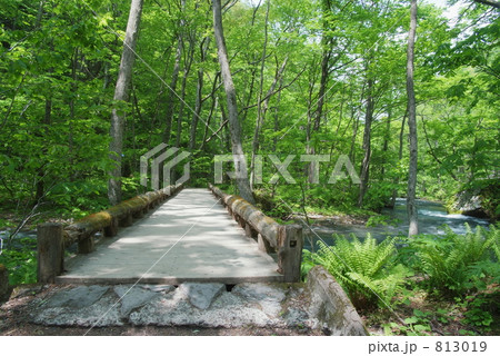 奥入瀬渓流 自然散策路 813019