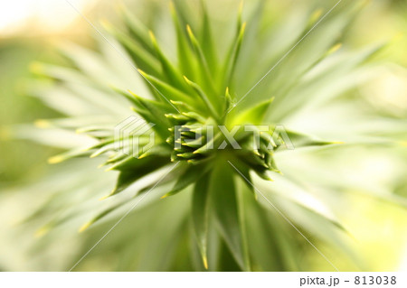 みどりのとげとげ 813038