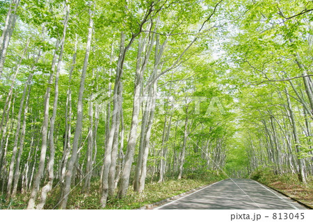 新緑ドライブ 813045