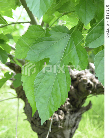 桑の葉「マグワ」 813150