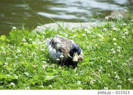 日向ぼっこをする鴨 813323