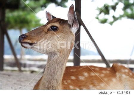 宮島の鹿 横顔の写真素材
