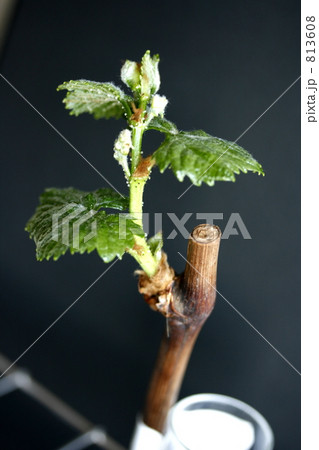 ブドウの挿し木 813608