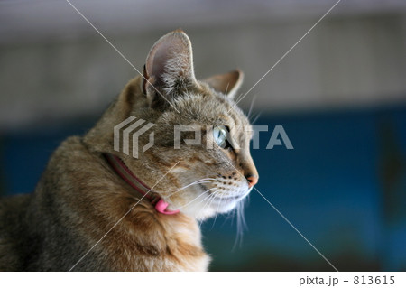 猫の横顔 813615