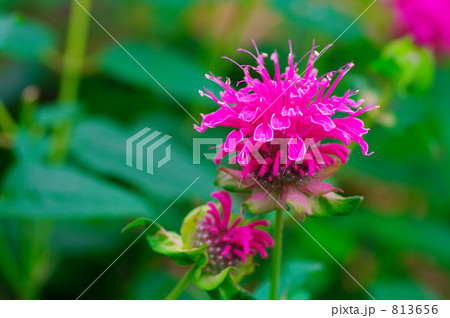 モナルダ・ディディマ 813656