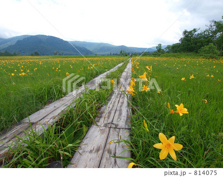 夏の尾瀬ハイキング 夏の尾瀬ハイキング 814075