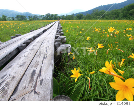夏の尾瀬ハイキング 814092