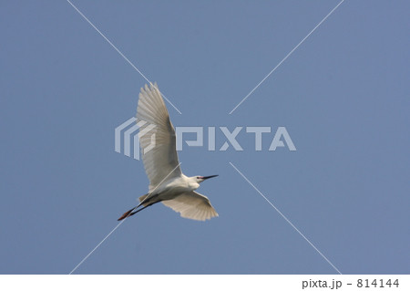 羽をひろげて 814144