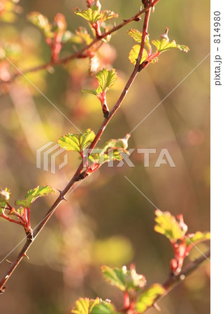 ノイバラの芽吹き 814980