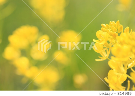 菜の花 菜の花 814989
