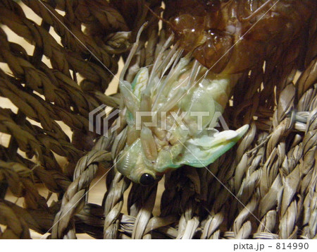 あと一息で蝉 あと一息で蝉 814990