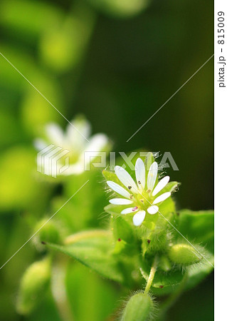 ハコベの花 815009