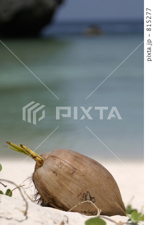 プーケット・ピピ島、椰子の実 プーケット・ピピ島、椰子の実 815277