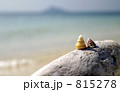 貝のカップル？ 815278