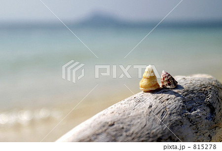 貝のカップル? 貝のカップル? 815278