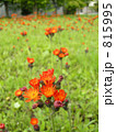 公園の名もなき花 公園の名もなき花 815995